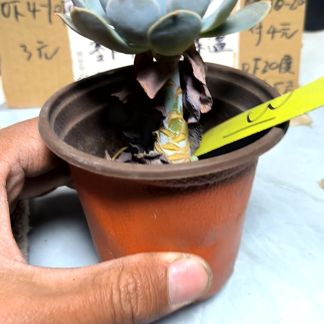 满6元包邮，卢氏石莲杆子