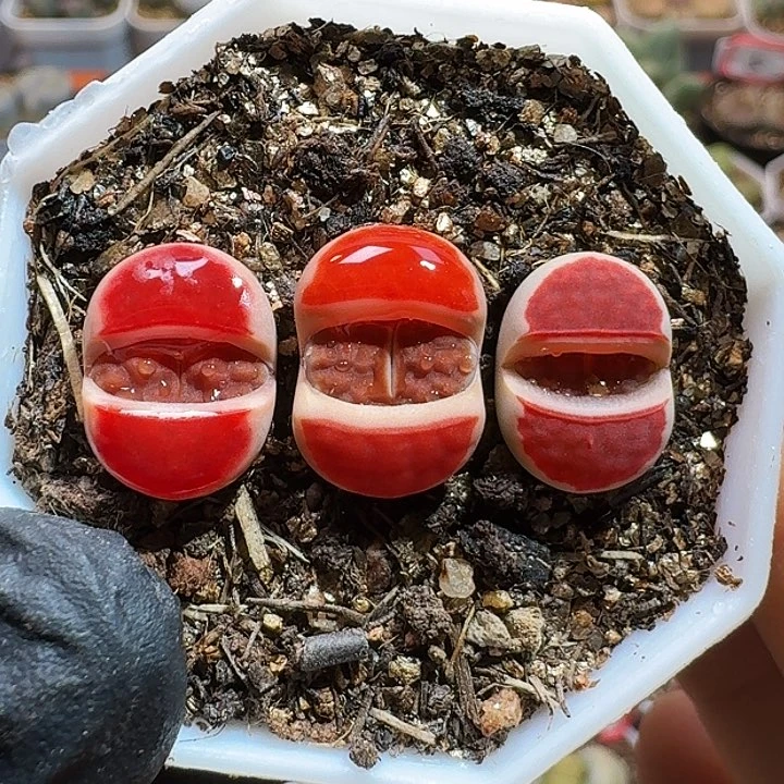 ?**?生石花11111111。   181