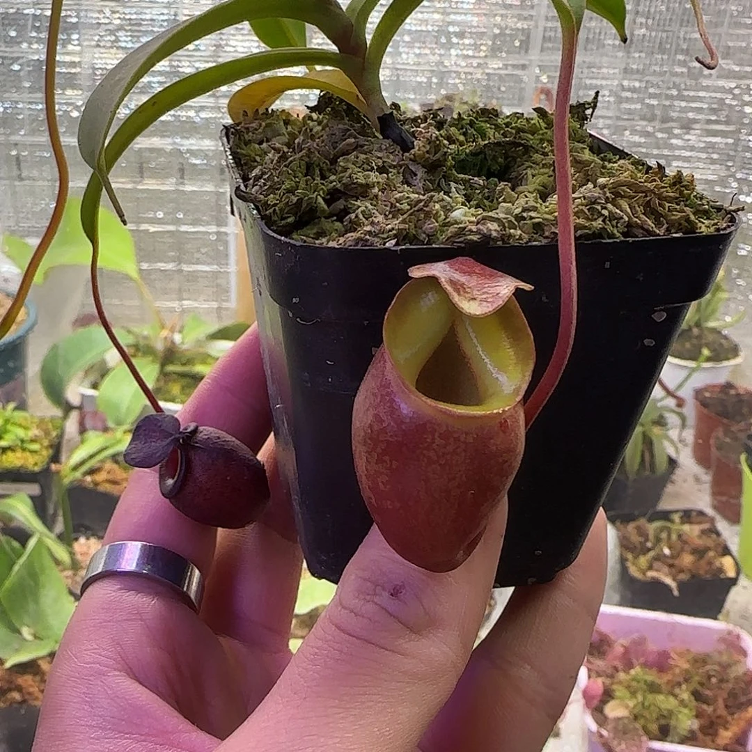 小***薯无花朵专拍猪笼草
