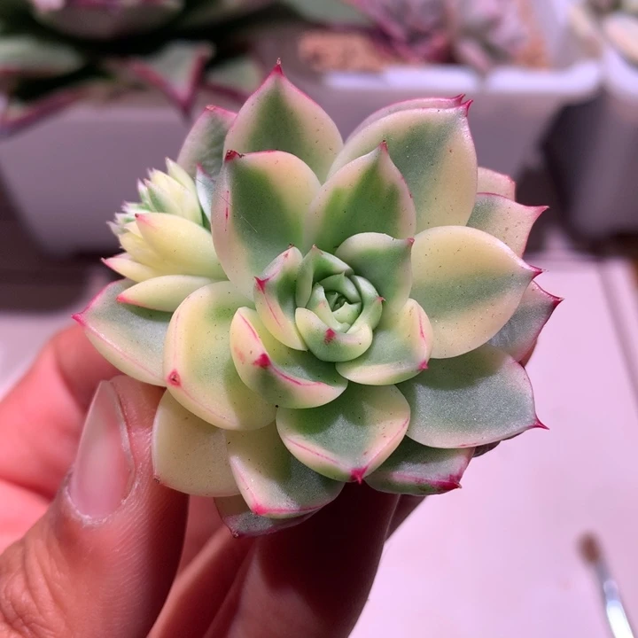 斗牛士腹轮锦有花剑