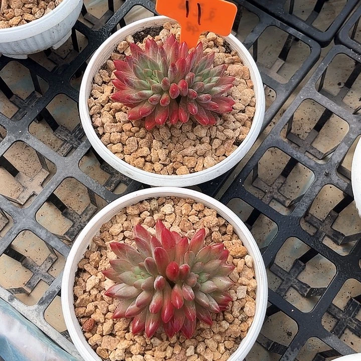 红体虞美人11号码牌子的话