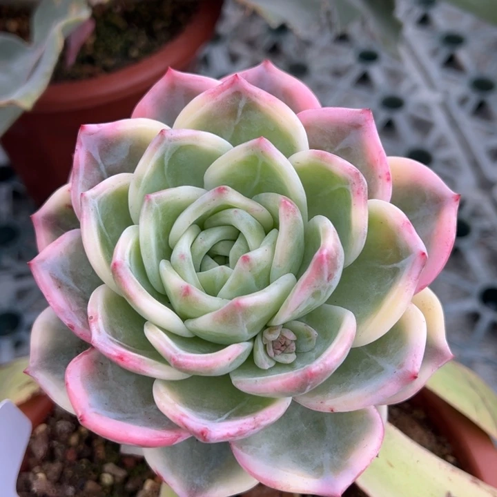 伊丽莎白锦一物一拍锦龙