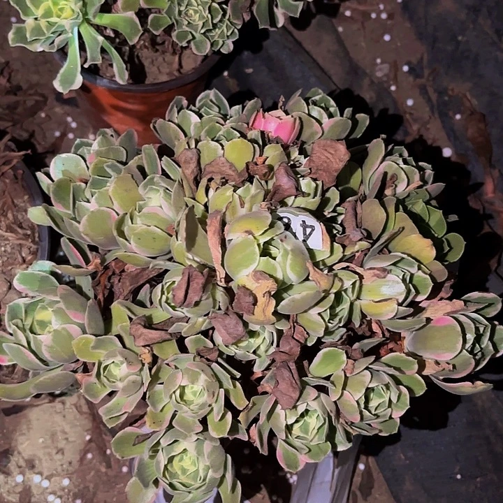 496男神多肉植物不售后
