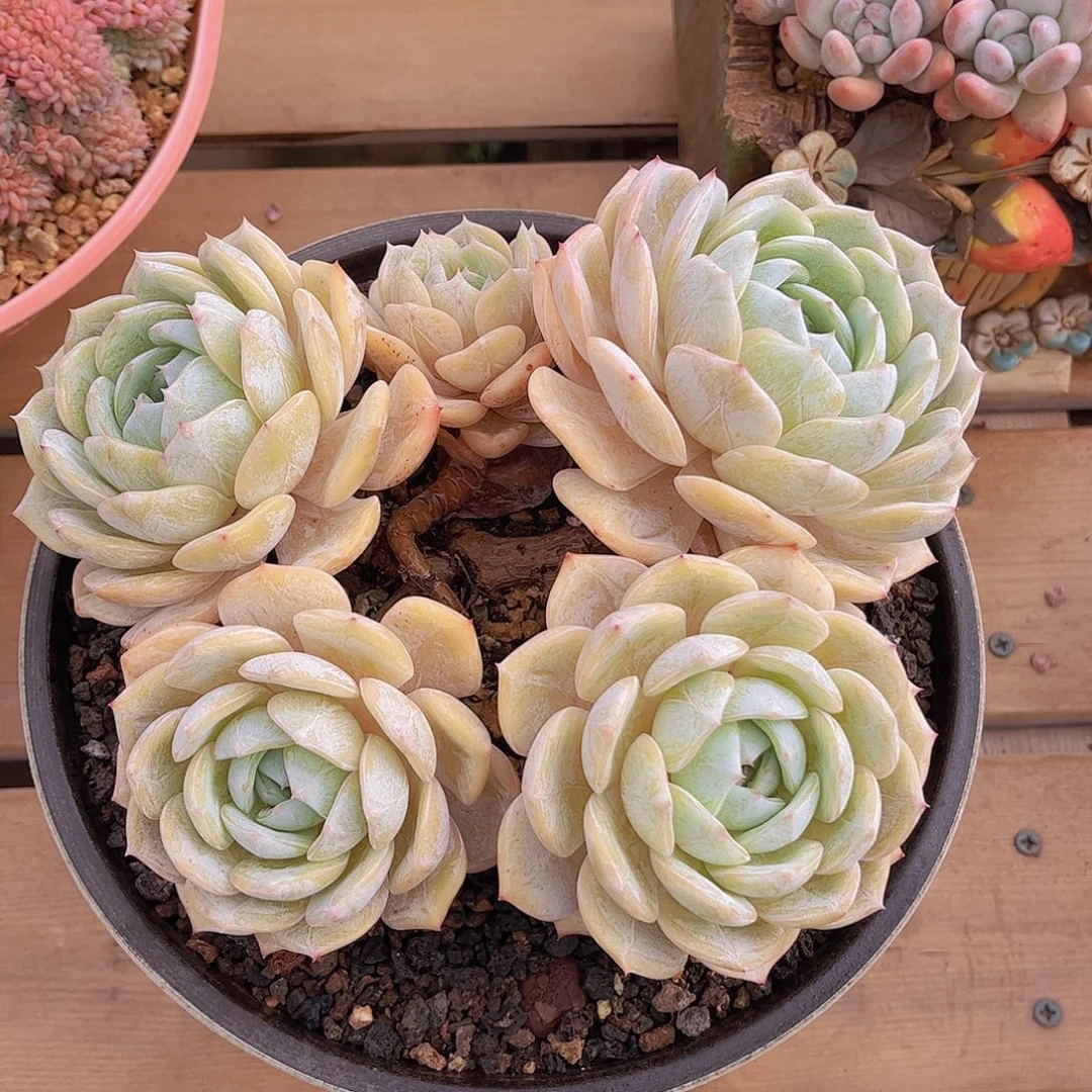 韩版劳林精品多肉