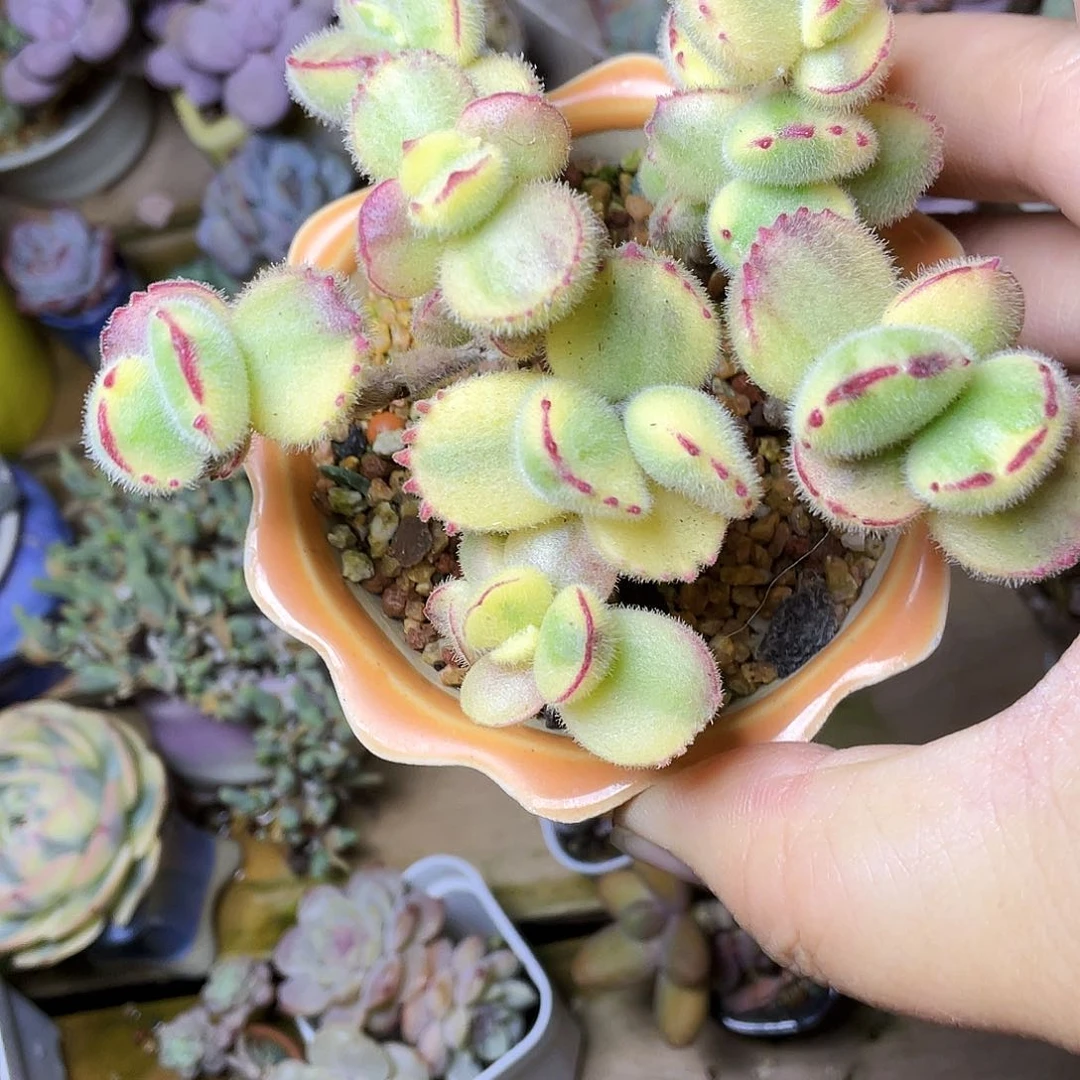 琦*多肉植物的生长发育与生长