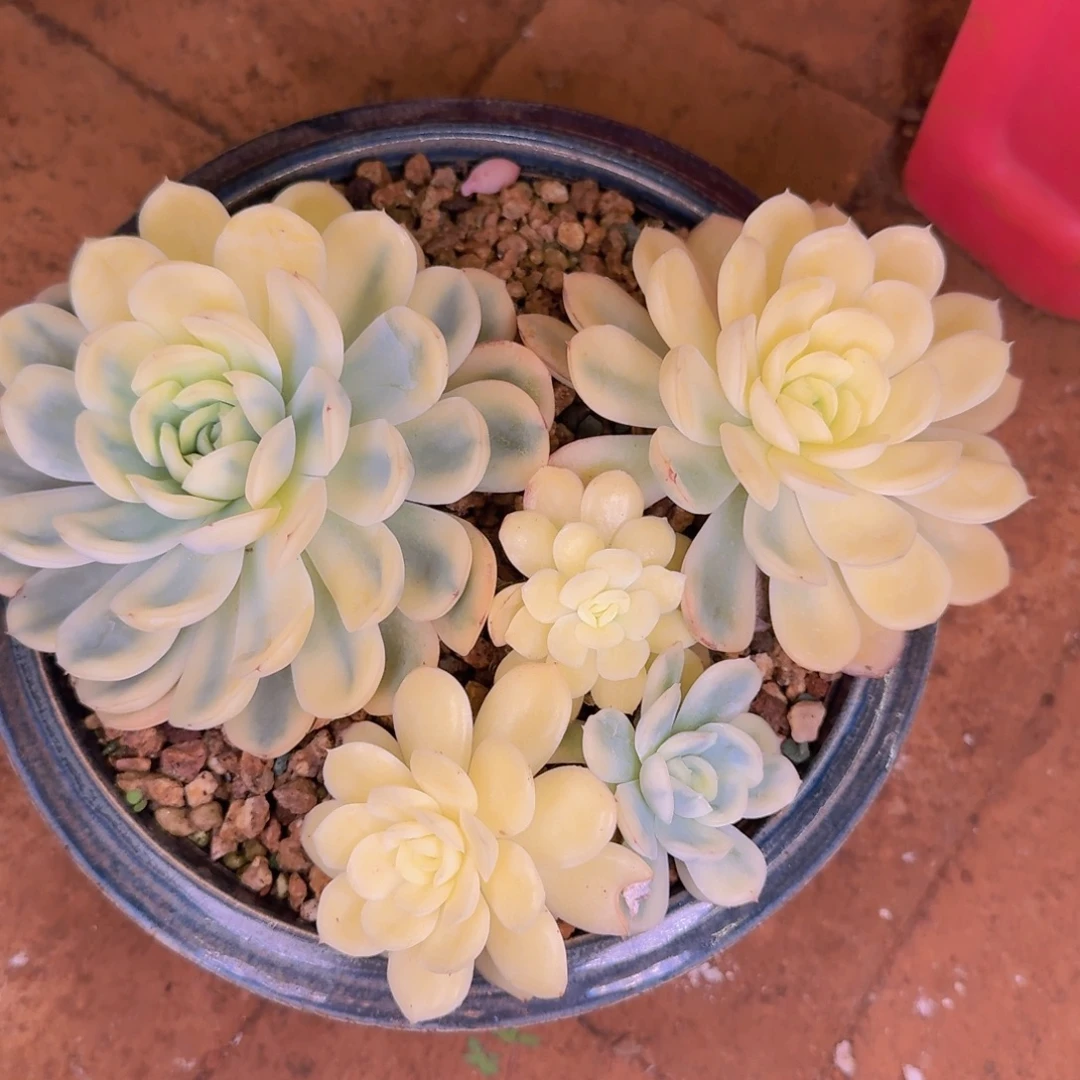 喜***狼多肉植物的生长发育与