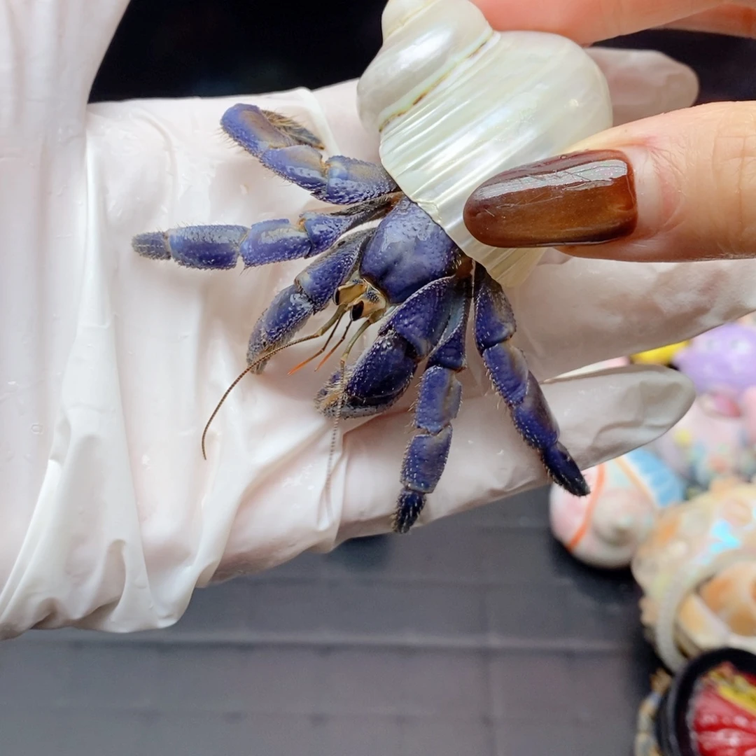 福利2. 通体蓝色2.6口径