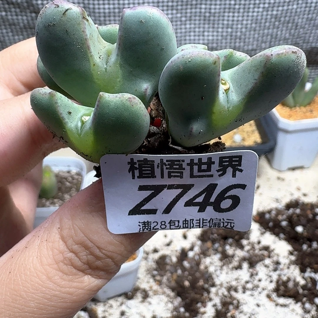 多肉植物的人啊ghjj