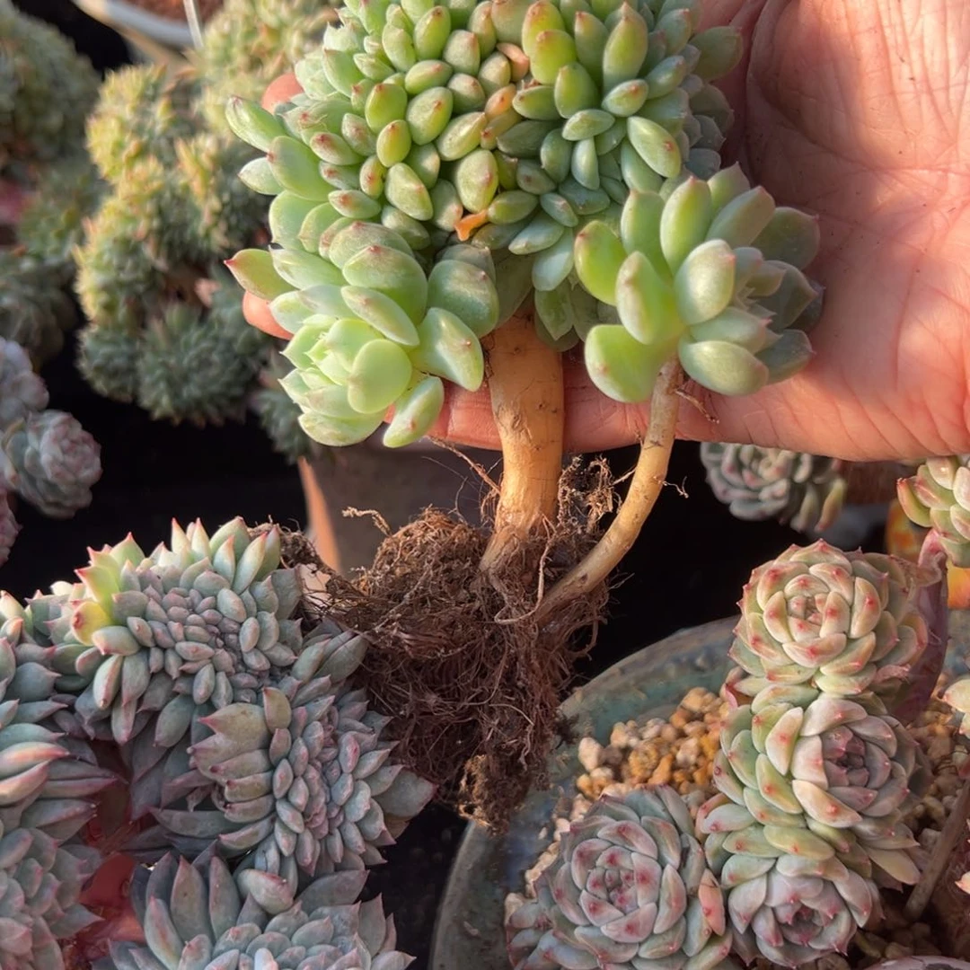 新年快乐啊宝宝88888