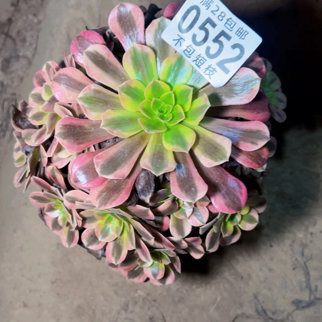 美杜莎多肉植物0552