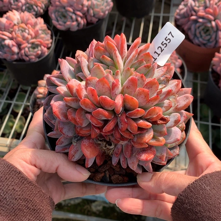 112557全明星缀朵朵