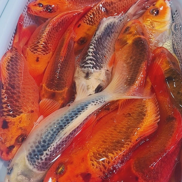 锦鲤锦鲤冷水观赏鱼122