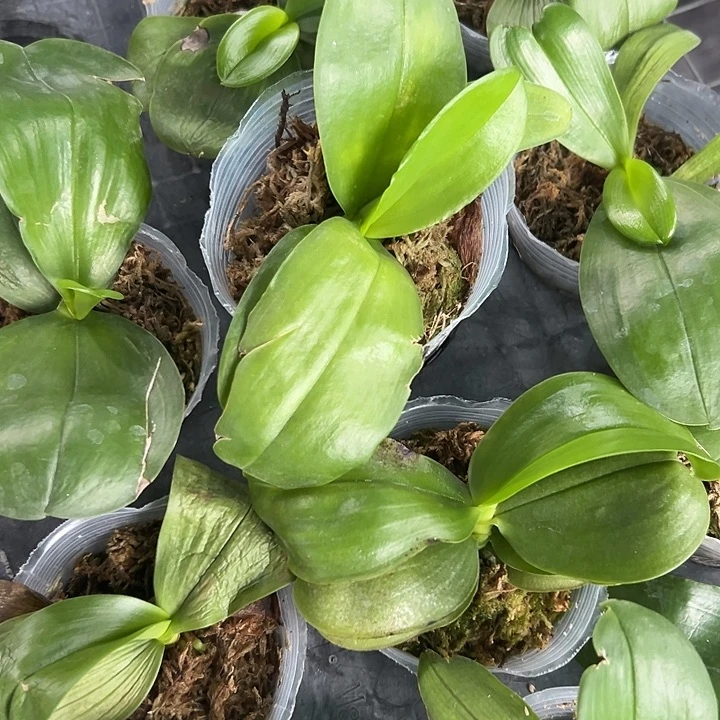 当前无花栽培后可以开花原生2.5瑕疵苗组合2棵