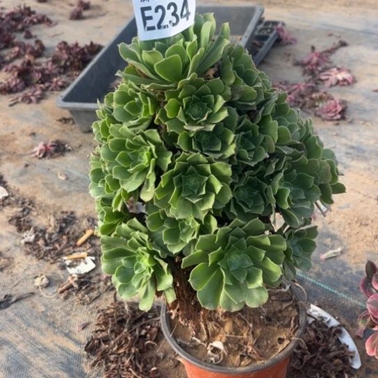 234绿羊绒不包断枝