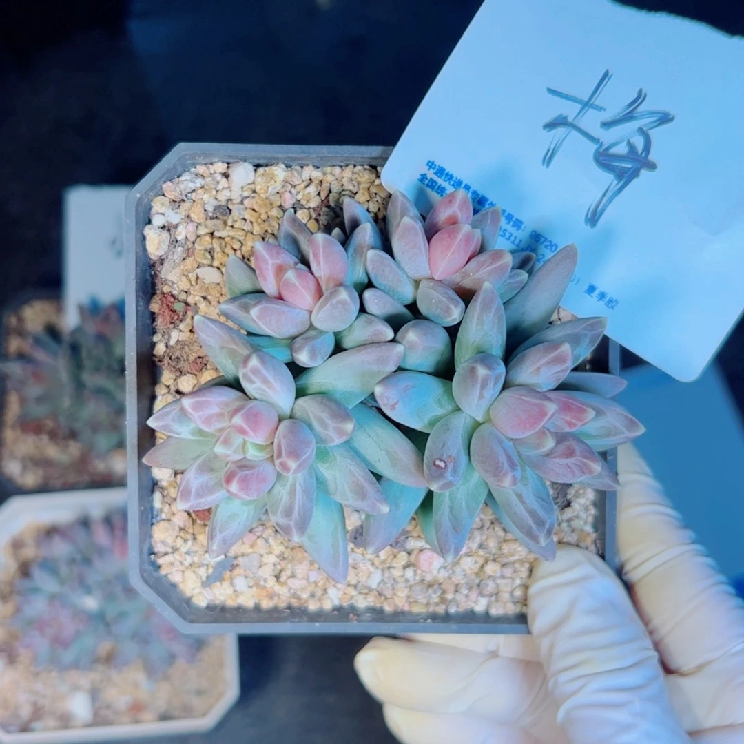 多肉植物多肉植物