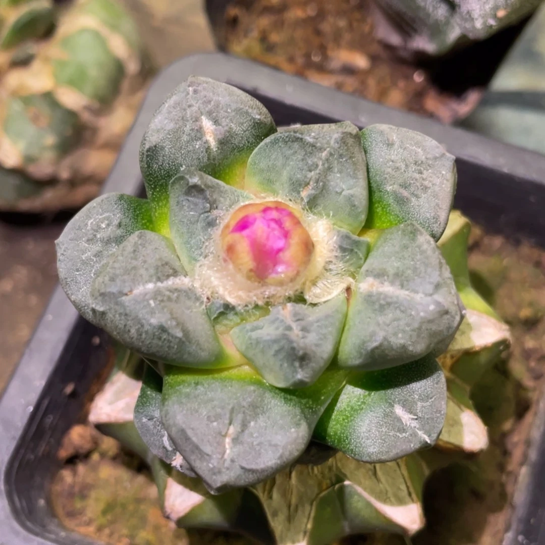 丸犹连山牡丹 仙人球开花