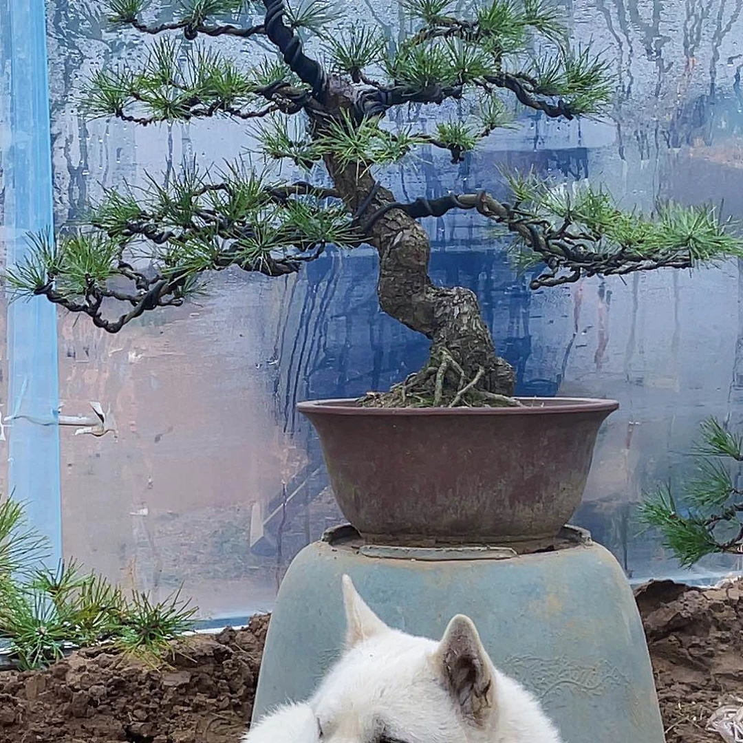 往***生精品盆景黑松藝術