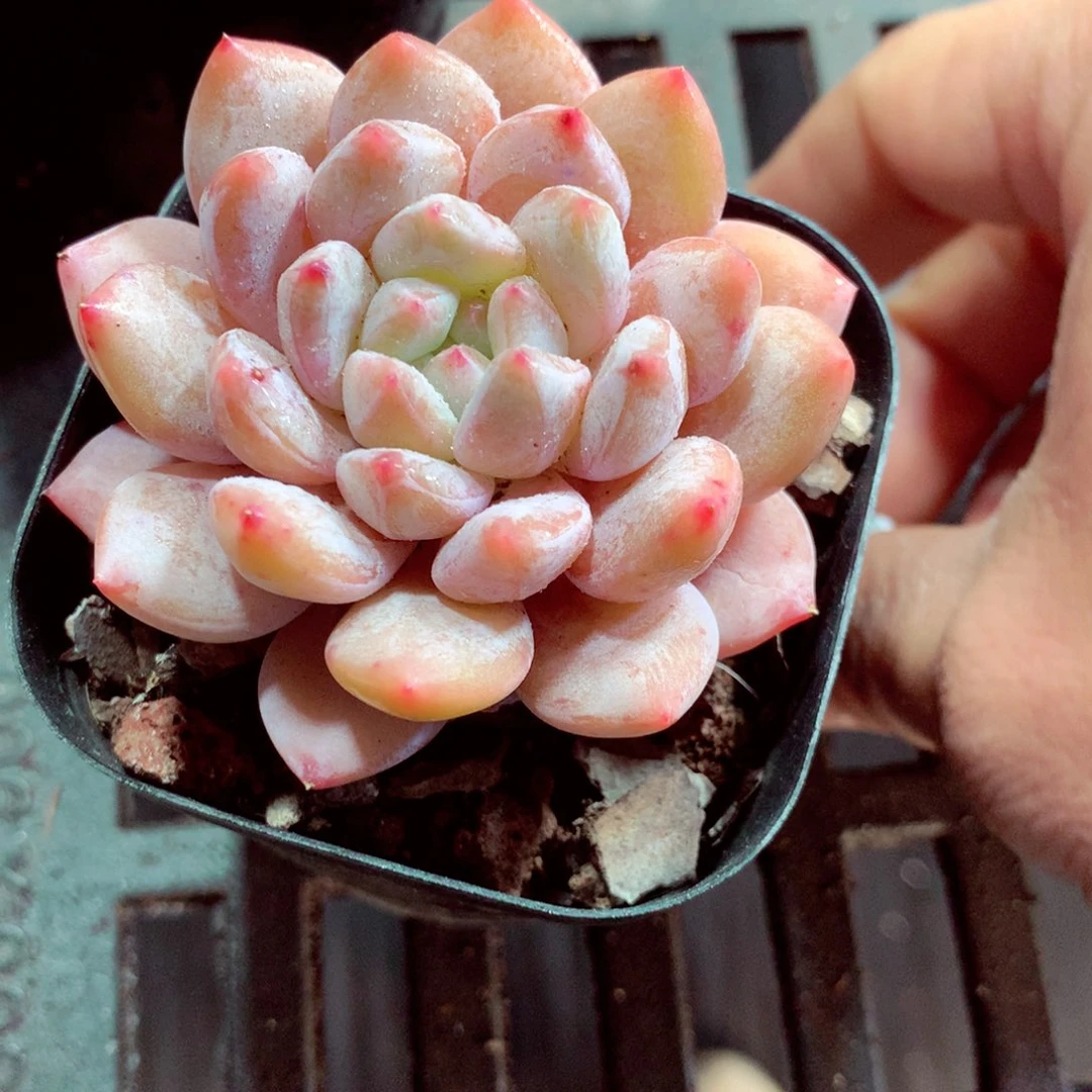 5厘米盆精控多肉805