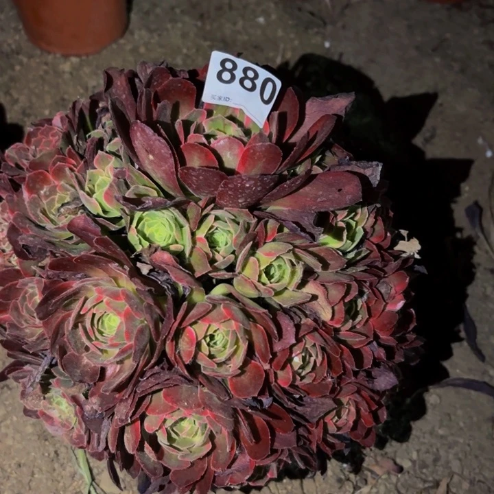 880水果糖多肉植物