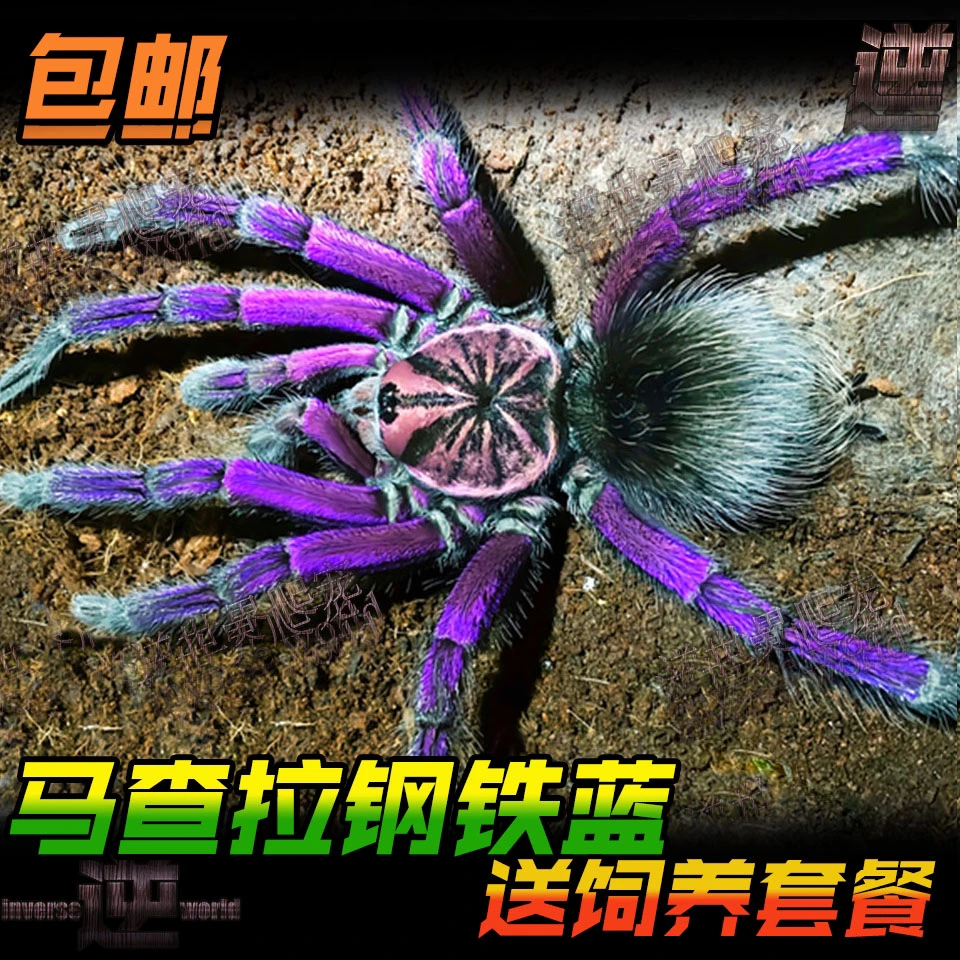 马查拉钢铁蓝蜘蛛 活体宠物蜘蛛大地栖品种 Pam属好养大型蜘蛛