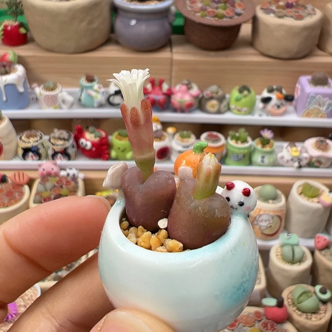 多肉植物118号拇指盆