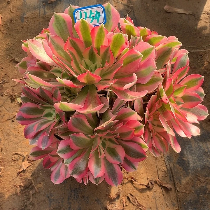 多肉植物粉女巫1254