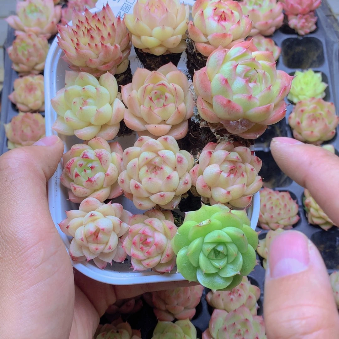 我要去看你了啊我要025