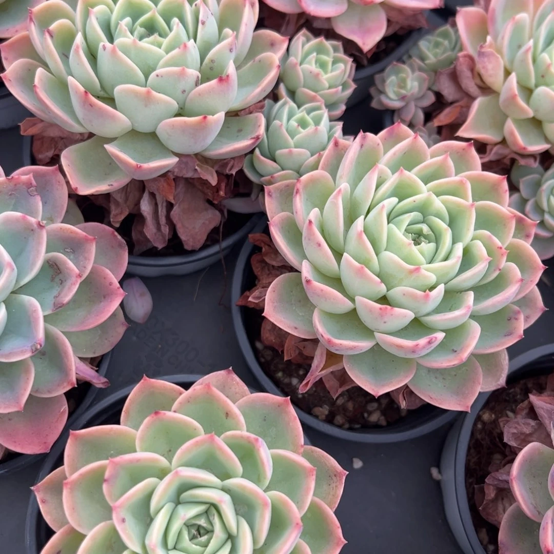 哈密瓜哈密瓜哈密瓜