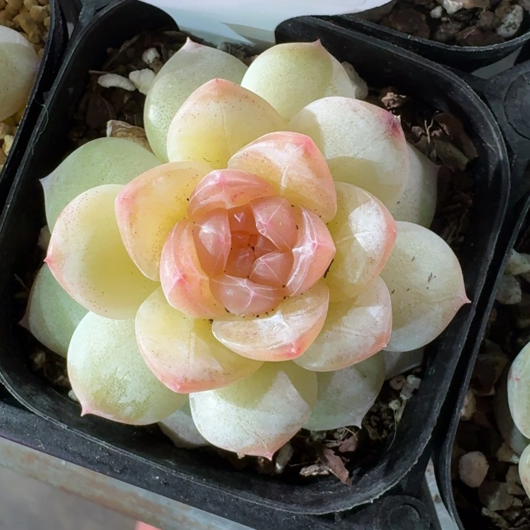 0127-070-玉壶单头