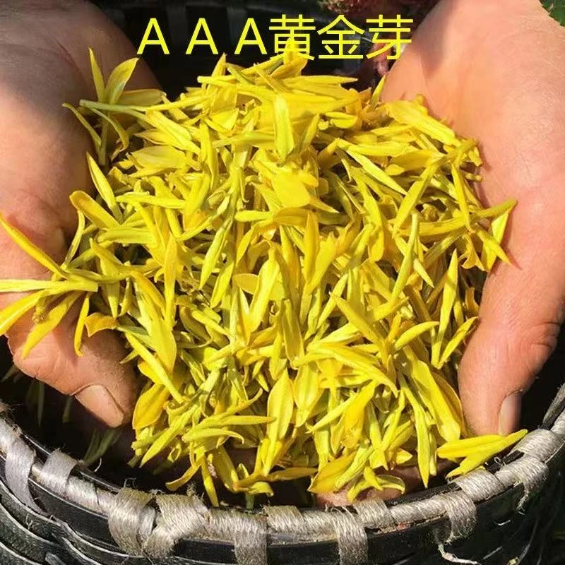 『新茶黄金芽补贴款』25新茶（浓香耐泡）口粮黄金芽/100g茶叶绿茶