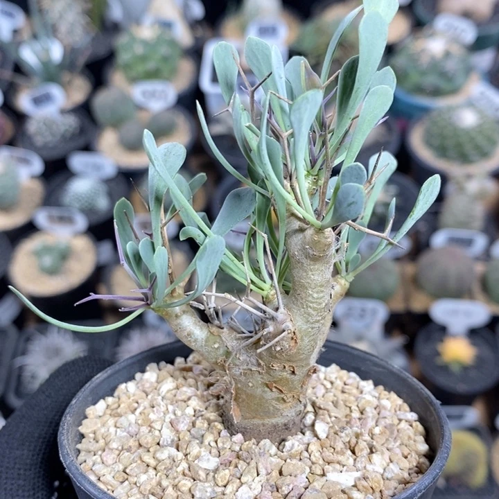 实生黑鬼殿厚敦菊152号5cm