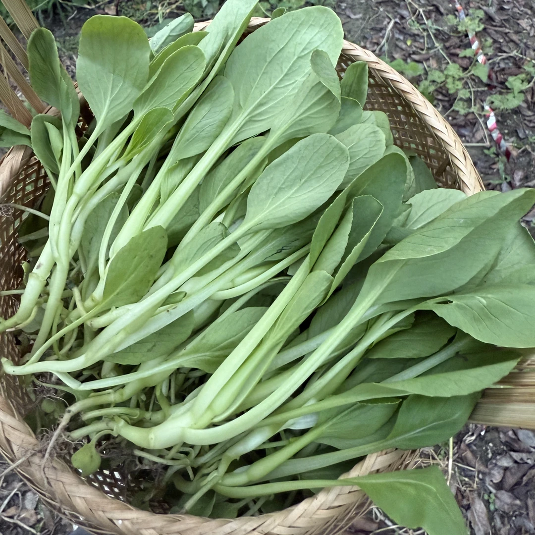 苏州青小青菜新鲜现摘鸡毛菜江苏发货顺丰包邮