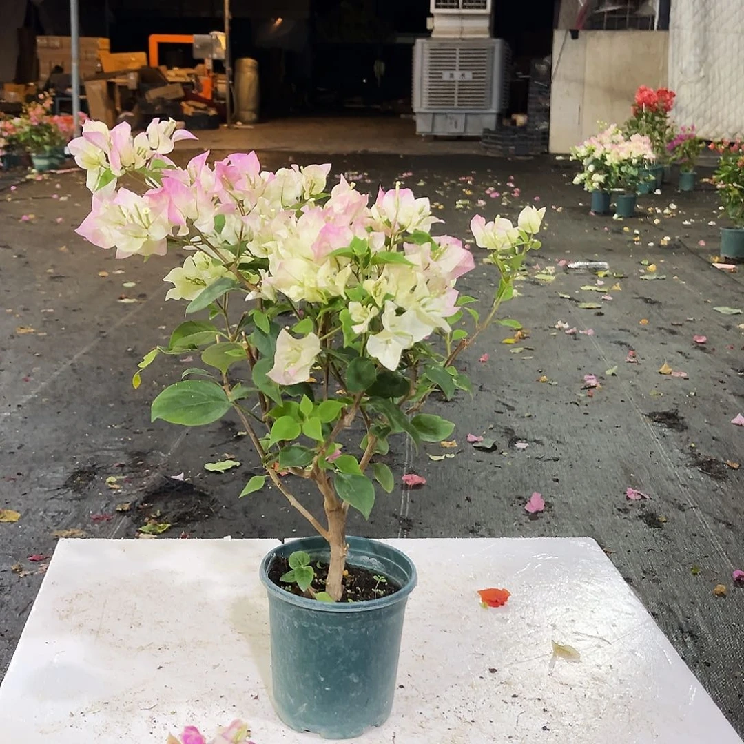 完全开放绿樱掌中宝一颗