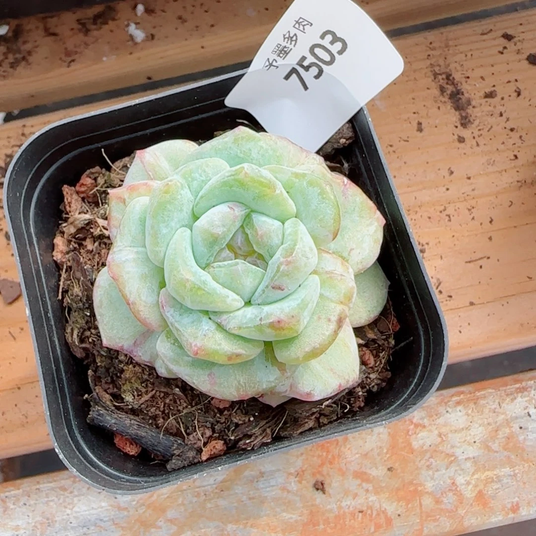 发***橙石化，7503多肉植物