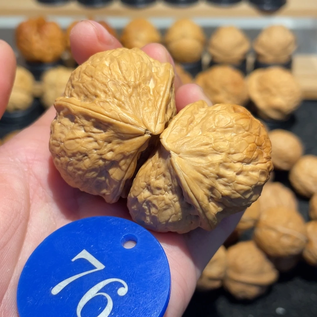 五棱半壁核桃带彩40➕