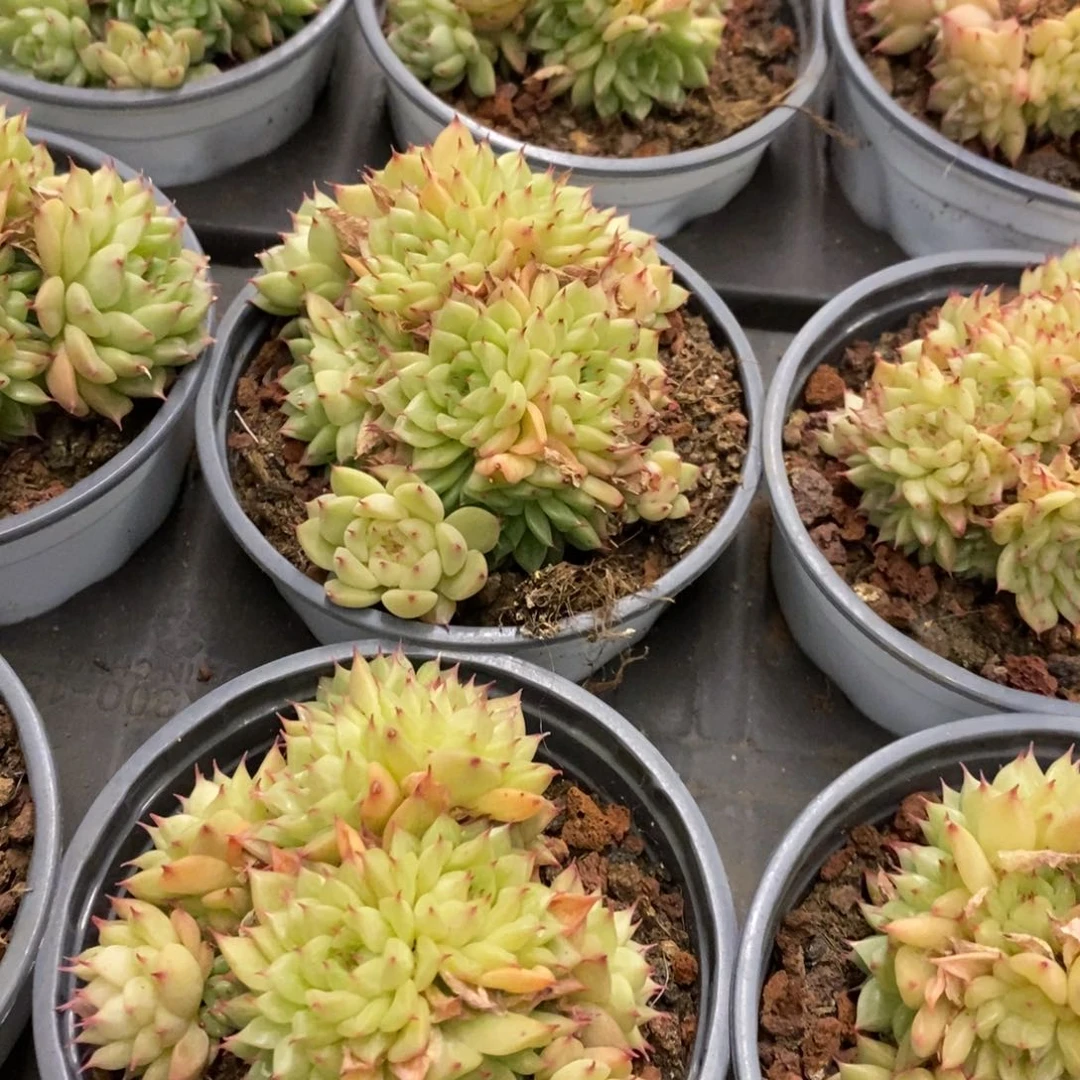 53。EKO麦杆。不包整。