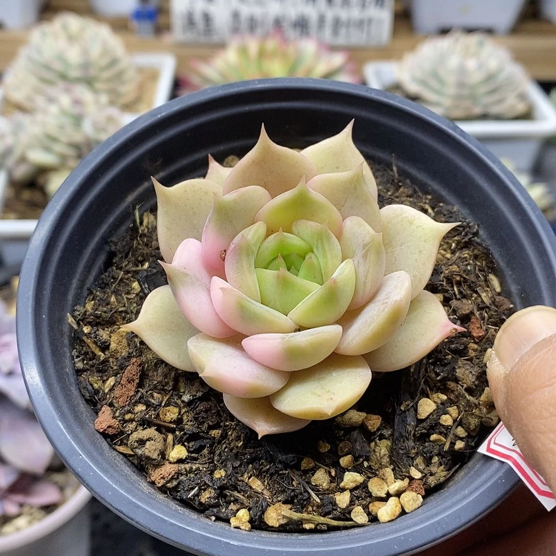 30106 福利贝加尔湖锦 不售后