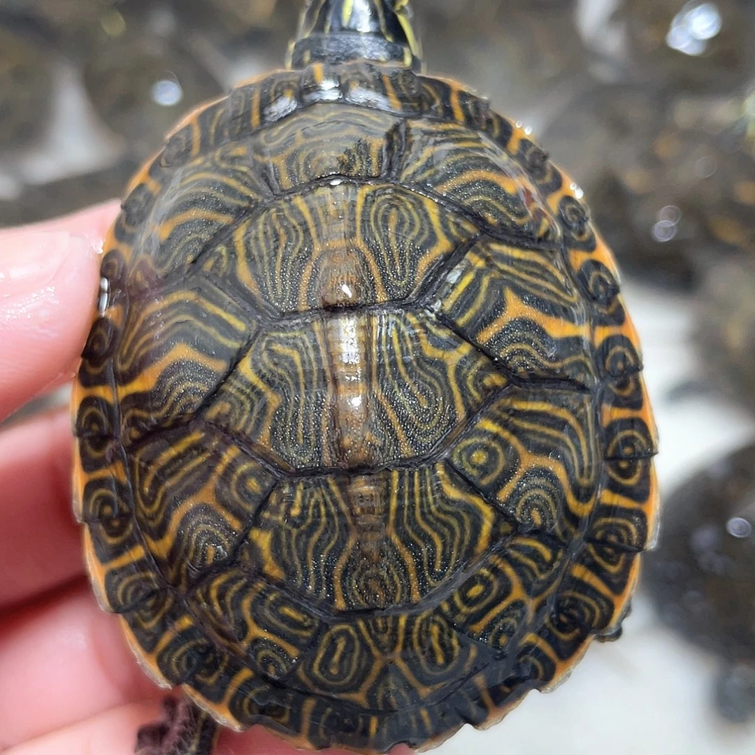 宠物龟不分公母佛甜