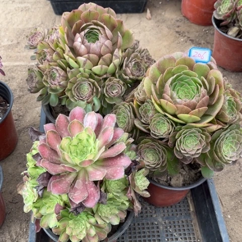 206多肉植物组合