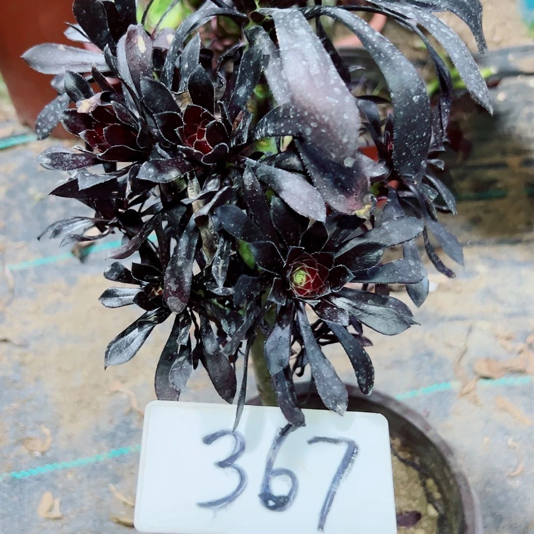 多肉植物墨法师法师