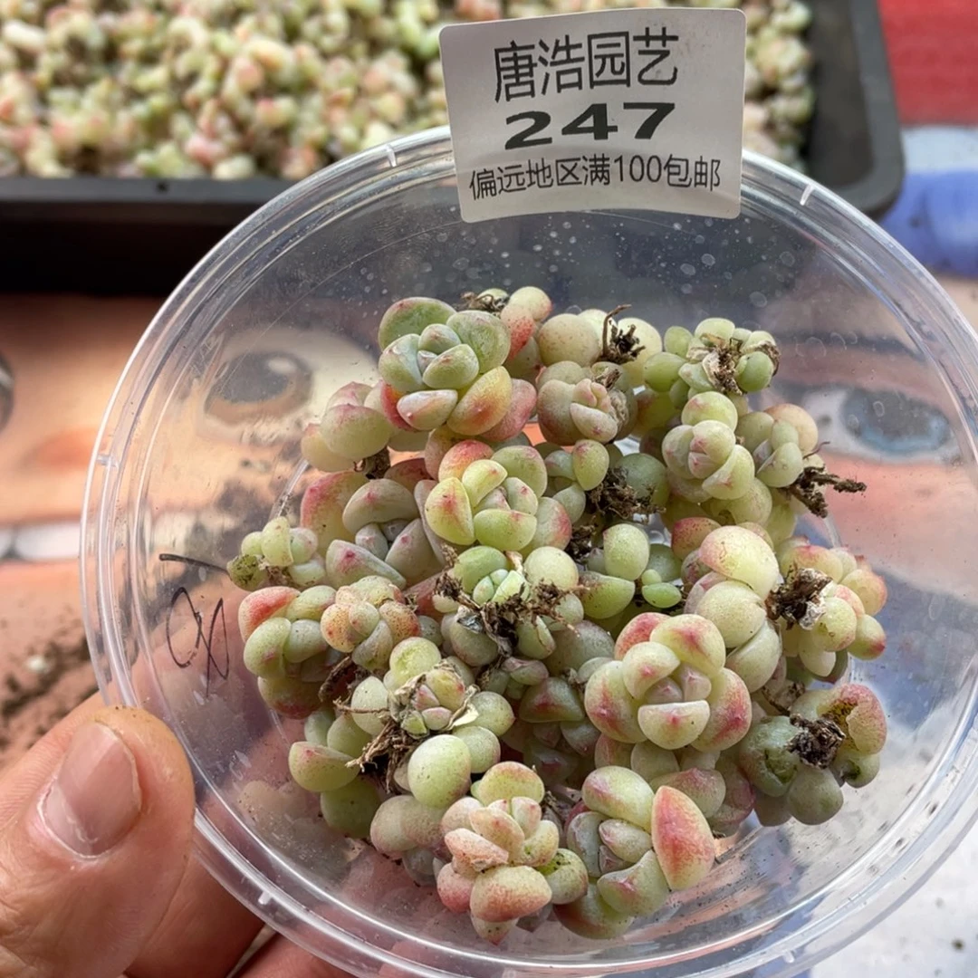 k***o冰玉一物一拍247…..