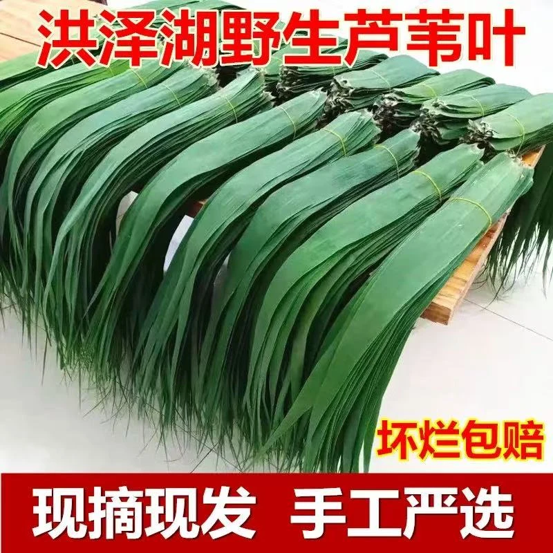 正宗苏北芦苇叶野生粽叶纯天然现摘新鲜包邮端午必备大柴叶洪泽湖