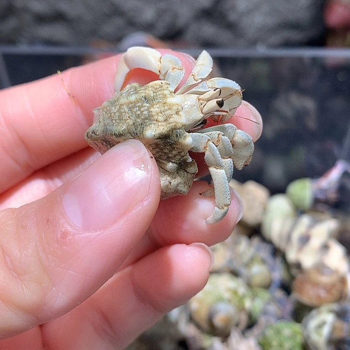 1.2口径紫路寄居蟹14号