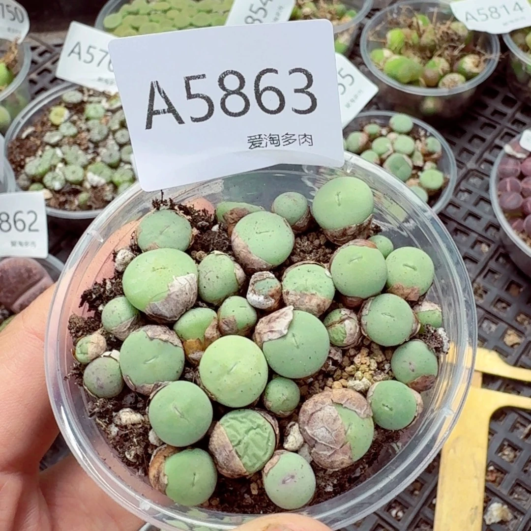 5863—生石花 生石花