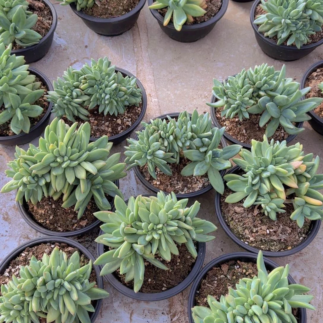 多肉植物多肉植物