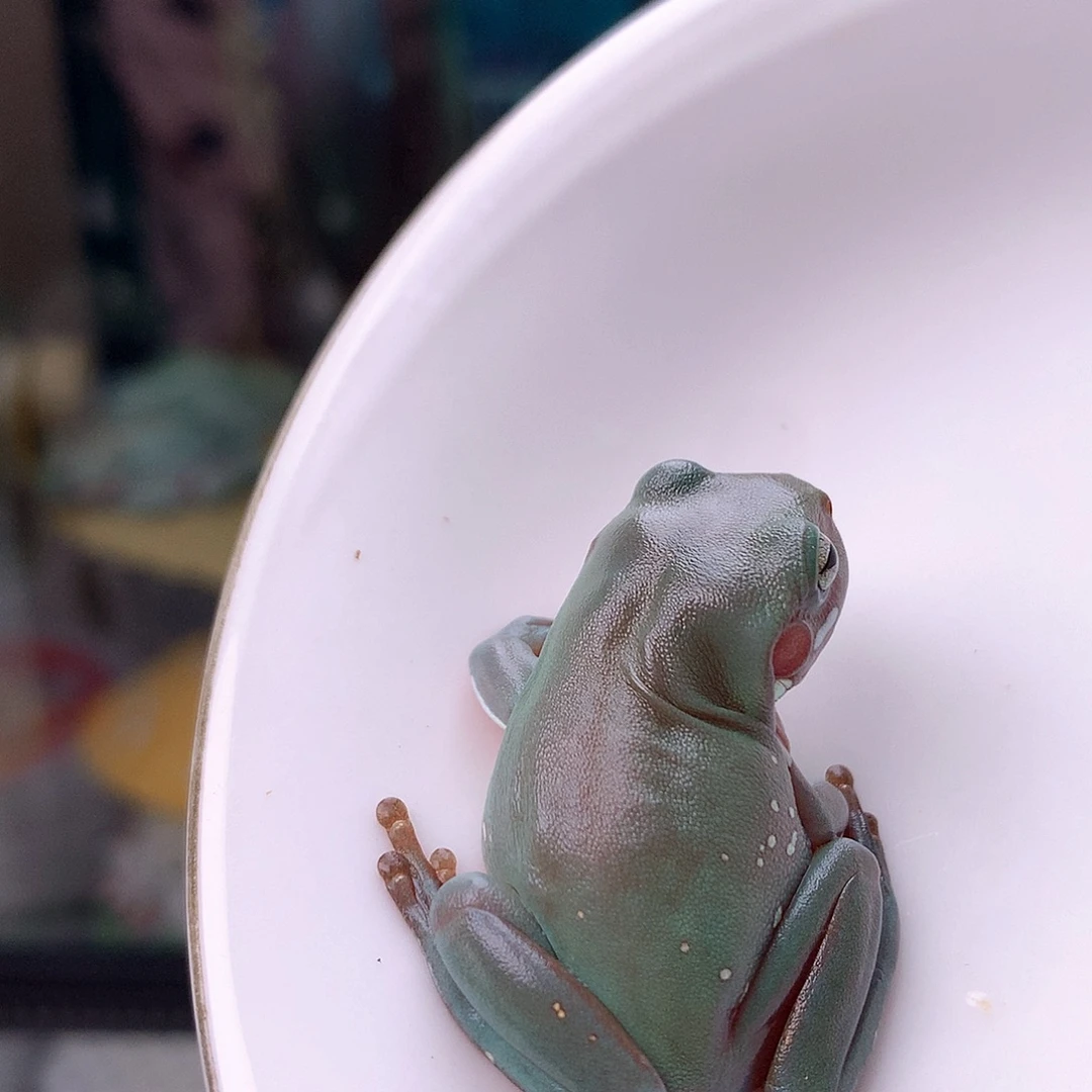 老爷树蛙7号精品素皮大个头