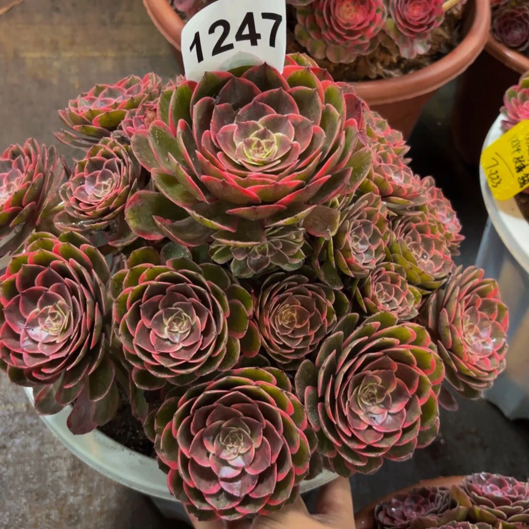1247多肉植物粉花妖