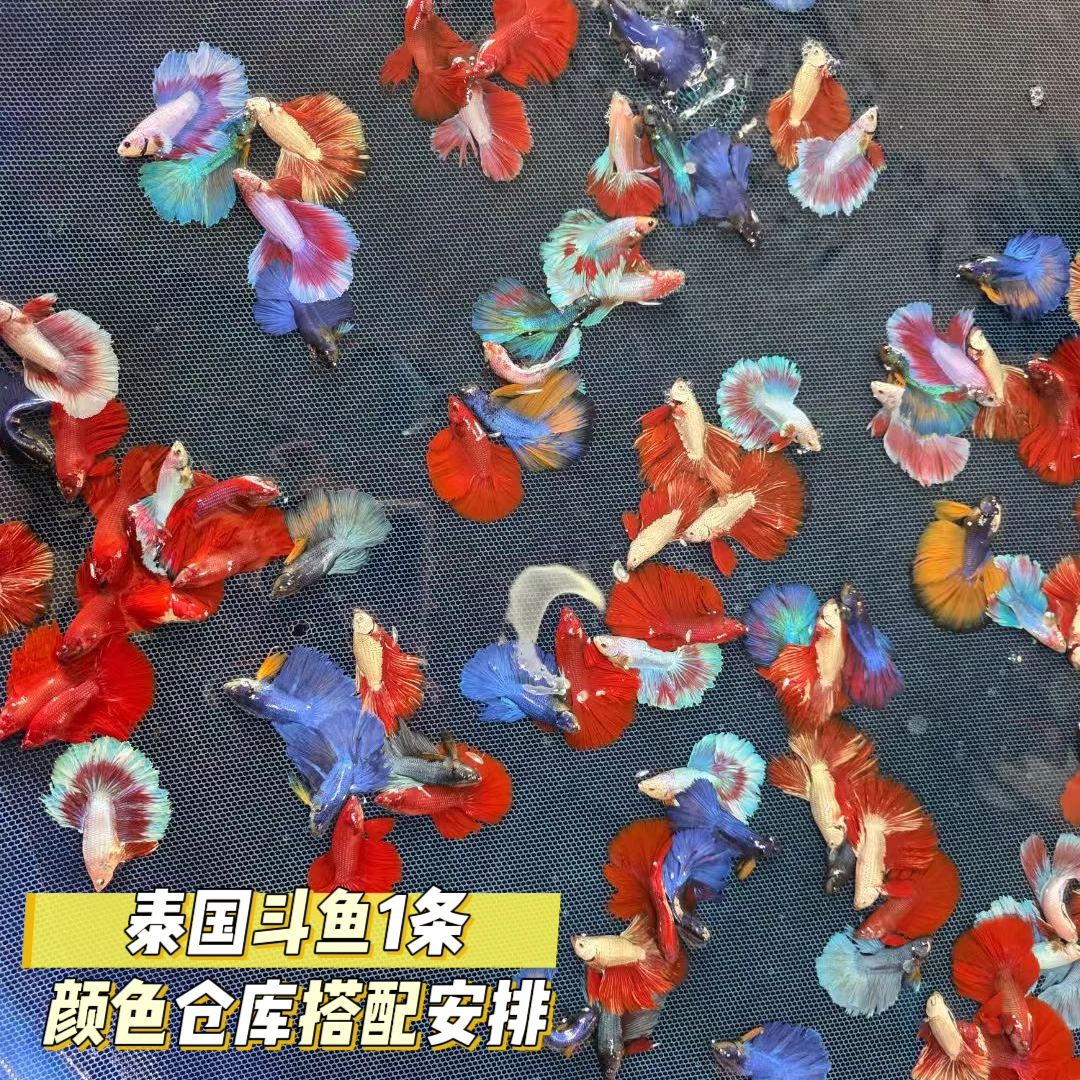 泰国斗鱼半月/马尾/狮王/公鱼母鱼随机一条