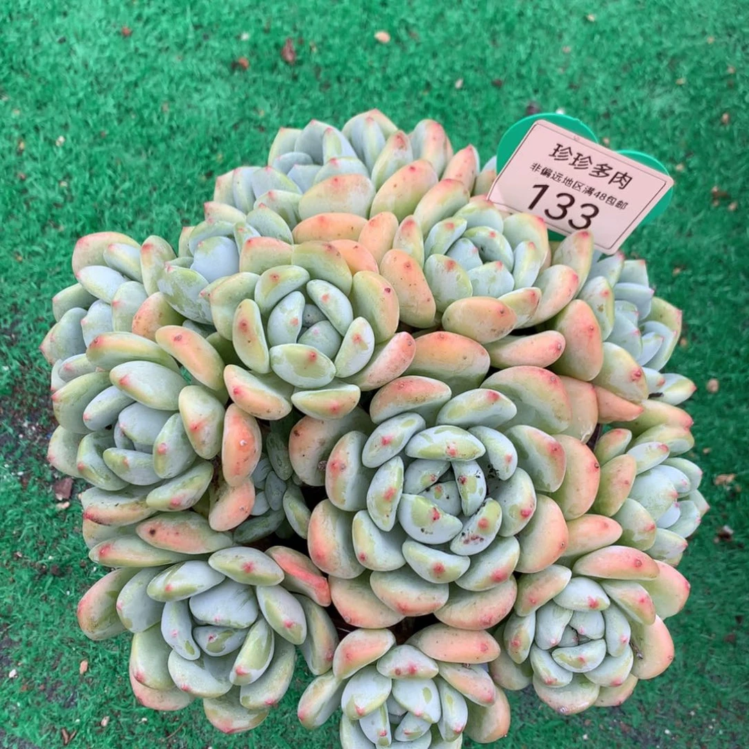 大叶望舒无砍平头133