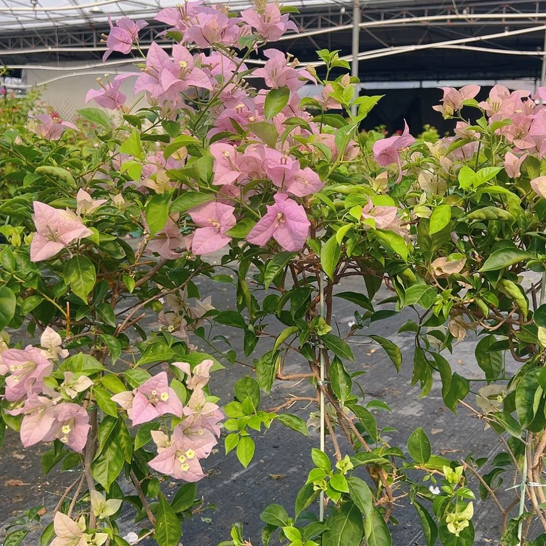 当前无花栽培后可以开花赛佛里带竹一棵